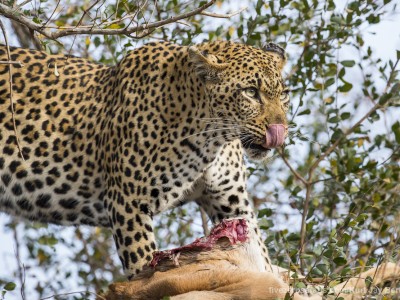 photo safari, photographic safari, wildlife photographic safari, photo tour, photo workshop, when to go, best, fivezero safaris, five zero, safari, kurt jay bertels, south africa, kruger national park, sari sands, leopard, cub, eating, tree