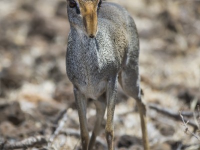 photo safari, photographic safari, wildlife photographic safari, photo tour, photo workshop, when to go, best, fivezero safaris, five zero, safari, kurt jay bertels, kenya, samburu, kirks dikdik, dik-dik