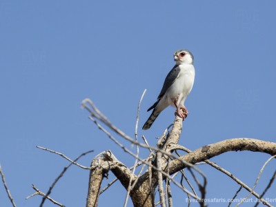 photo safari, photographic safari, wildlife photographic safari, photo tour, photo workshop, when to go, best, fivezero safaris, five zero, safari, kurt jay bertels, kenya, samburu, pygmy falcon