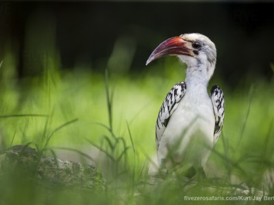 photo safari, photographic safari, wildlife photographic safari, photo tour, photo workshop, when to go, best, fivezero safaris, five zero, safari, kurt jay bertels, kenya, samburu, red billed hornbill, northern