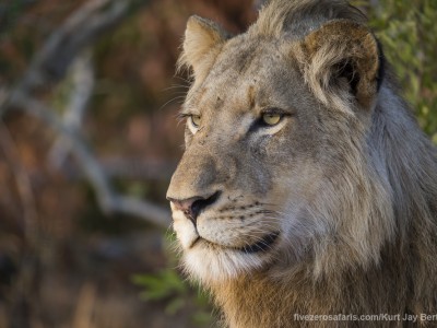 lion photo safari, photographic safari, wildlife photographic safari, photo tour, photo workshop, when to go, best, fivezero safaris, five zero, safari, kurt jay bertels, south africa, kruger national park, sari sands, male