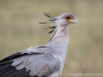 photo safari, photographic safari, wildlife photographic safari, photo tour, photo workshop, when to go, best, fivezero safaris, five zero, safari, kurt jay bertels, kenya, masai mara, secretary bird