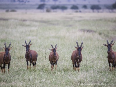 photo safari, photographic safari, wildlife photographic safari, photo tour, photo workshop, when to go, best, fivezero safaris, five zero, safari, kurt jay bertels, kenya, masai mara, great migration, topi