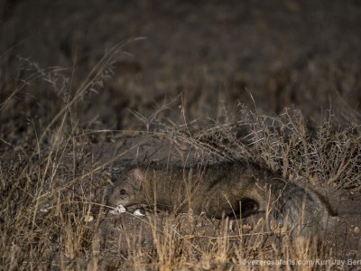 photo safari, photographic safari, wildlife photographic safari, photo tour, photo workshop, when to go, best, fivezero safaris, five zero, safari, kurt jay bertels, south africa, kruger national park, sari sands, white tailed mongoose, tortoise eggs, eating