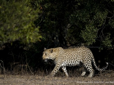 photo safari, photographic safari, wildlife photographic safari, photo tour, photo workshop, when to go, best, fivezero safaris, five zero, safari, kurt jay bertels, south africa, kruger national park, sari sands, leopard, cub,