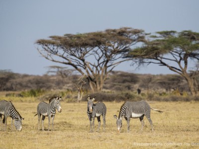 photo safari, photographic safari, wildlife photographic safari, photo tour, photo workshop, when to go, best, fivezero safaris, five zero, safari, kurt jay bertels, kenya, samburu, grevys zebra