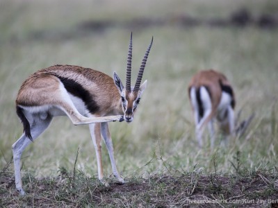 thomsons gazelle, photo safari, photographic safari, wildlife photographic safari, photo tour, photo workshop, when to go, best, fivezero safaris, five zero, safari, kurt jay bertels, kenya, masai mara, great migration,