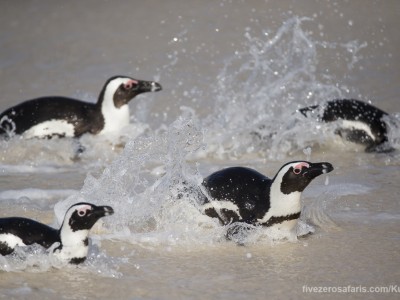 photo safari, photographic safari, wildlife photographic safari, photo tour, photo workshop, when to go, best, fivezero safaris, five zero, safari, kurt jay bertels, south africa, cape town, african penguin, jackass penguin