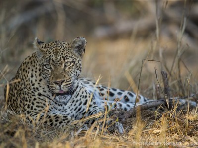 photo safari, photographic safari, wildlife photographic safari, photo tour, photo workshop, when to go, best, fivezero safaris, five zero, safari, kurt jay bertels, south africa, kruger national park, sari sands, leopard, cub, eating, tree