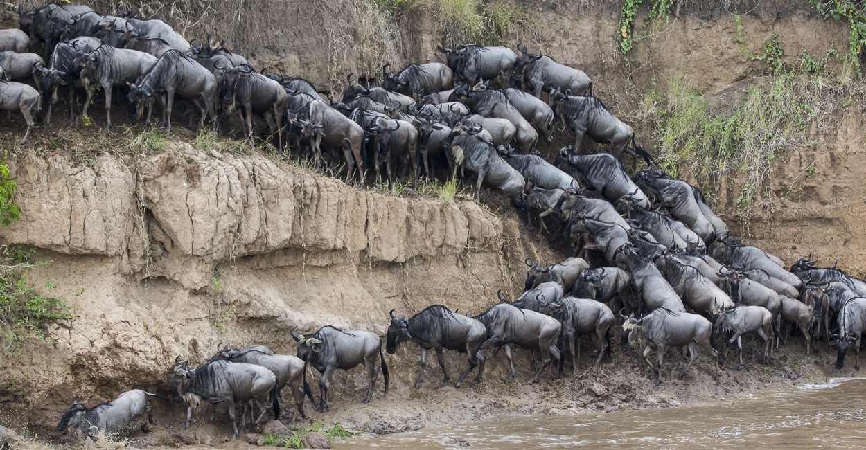 Permalink to The Great Migration Safari: Day 9 with Amboseli extension