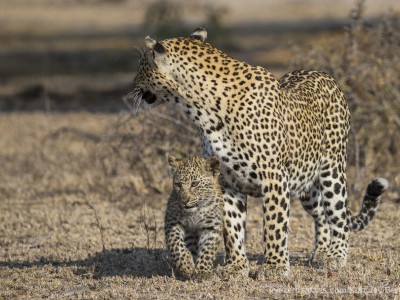 photo safari, photographic safari, wildlife photographic safari, photo tour, photo workshop, when to go, best, fivezero safaris, five zero, safari, kurt jay bertels, south africa, kruger national park, sari sands, leopard, cub,