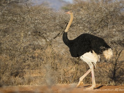 photo safari, photographic safari, wildlife photographic safari, photo tour, photo workshop, when to go, best, fivezero safaris, five zero, safari, kurt jay bertels, kenya, samburu, somali ostrich