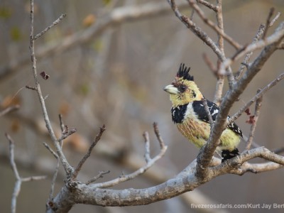 photo safari, photographic safari, wildlife photographic safari, photo tour, photo workshop, when to go, best, fivezero safaris, five zero, safari, kurt jay bertels, south africa, kruger national park, sari sands, crested barbet