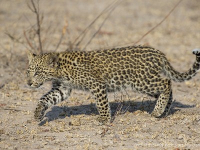 photo safari, photographic safari, wildlife photographic safari, photo tour, photo workshop, when to go, best, fivezero safaris, five zero, safari, kurt jay bertels, south africa, kruger national park, sari sands, leopard, cub,