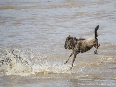 photo safari, photographic safari, wildlife photographic safari, photo tour, photo workshop, when to go, best, fivezero safaris, five zero, safari, kurt jay bertels, kenya, masai mara, great migration, wildebeest, river crossings