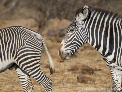 photo safari, photographic safari, wildlife photographic safari, photo tour, photo workshop, when to go, best, fivezero safaris, five zero, safari, kurt jay bertels, kenya, samburu, grevys zebra