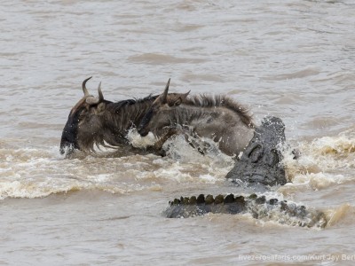 river crossing, wildebeest, mara river, photo safari, photographic safari, wildlife photographic safari, photo tour, photo workshop, when to go, best, fivezero safaris, five zero, safari, kurt jay bertels, kenya, masai mara, crocodile, kill