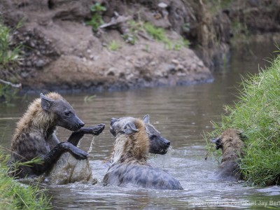 spotted hyena, playing fun, hyena, water, photo safari, photographic safari, wildlife photographic safari, photo tour, photo workshop, when to go, best, fivezero safaris, five zero, safari, kurt jay bertels, kenya, masai mara, great migration,