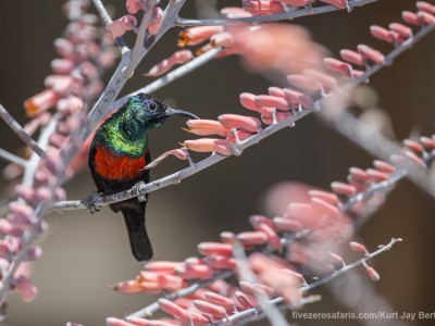 photo safari, photographic safari, wildlife photographic safari, photo tour, photo workshop, when to go, best, fivezero safaris, five zero, safari, kurt jay bertels, kenya, samburu, hunters sunbird