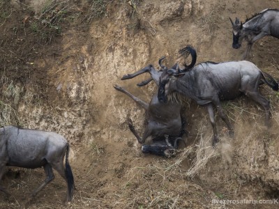 wildebeest, crossing, mara river, photo safari, photographic safari, wildlife photographic safari, photo tour, photo workshop, when to go, best, fivezero safaris, five zero, safari, kurt jay bertels, kenya, masai mara,