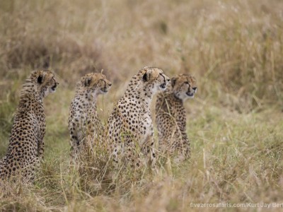 photo safari, photographic safari, wildlife photographic safari, photo tour, photo workshop, when to go, best, fivezero safaris, five zero, safari, kurt jay bertels, kenya, masai mara, cheetah