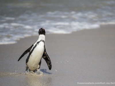 photo safari, photographic safari, wildlife photographic safari, photo tour, photo workshop, when to go, best, fivezero safaris, five zero, safari, kurt jay bertels, south africa, cape town, african penguin, jackass penguin