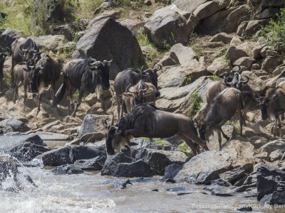 jumping, wildebeest, mara river, photo safari, photographic safari, wildlife photographic safari, photo tour, photo workshop, when to go, best, fivezero safaris, five zero, safari, kurt jay bertels, kenya, masai mara, great migration,