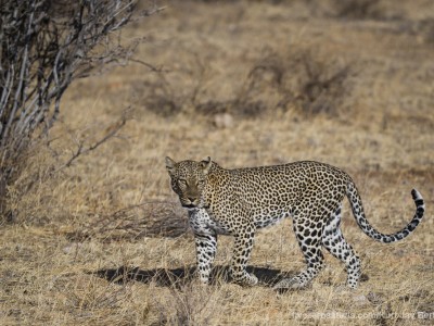 photo safari, photographic safari, wildlife photographic safari, photo tour, photo workshop, when to go, best, fivezero safaris, five zero, safari, kurt jay bertels, kenya, samburu, leopard