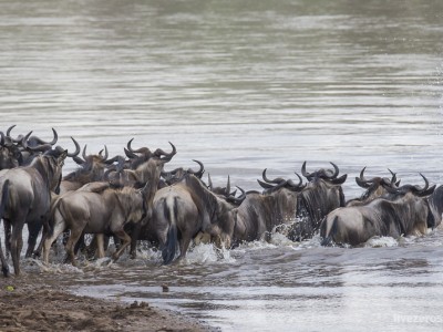 photo safari, photographic safari, wildlife photographic safari, photo tour, photo workshop, when to go, best, fivezero safaris, five zero, safari, kurt jay bertels, kenya, masai mara, great migration, wildebeest, river crossings