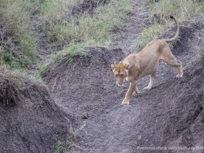 lion, lioness, photo safari, photographic safari, wildlife photographic safari, photo tour, photo workshop, when to go, best, fivezero safaris, five zero, safari, kurt jay bertels, kenya, masai mara, great migration,