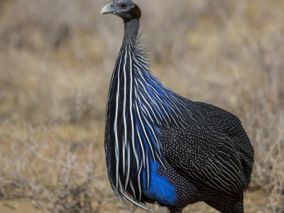 photo safari, photographic safari, wildlife photographic safari, photo tour, photo workshop, when to go, best, fivezero safaris, five zero, safari, kurt jay bertels, kenya, samburu, vulturine guineafowl