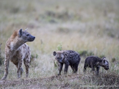 photo safari, photographic safari, wildlife photographic safari, photo tour, photo workshop, when to go, best, fivezero safaris, five zero, safari, kurt jay bertels, kenya, masai mara, great migration, hyena, spotted hyena, baby, young, cub, pup