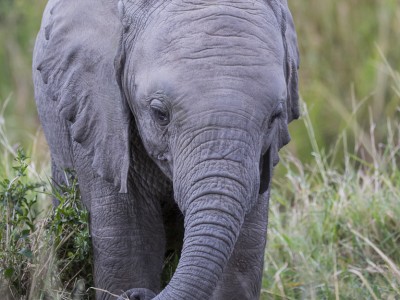 elephant, baby, photo safari, photographic safari, wildlife photographic safari, photo tour, photo workshop, when to go, best, fivezero safaris, five zero, safari, kurt jay bertels, kenya, masai mara, great migration,