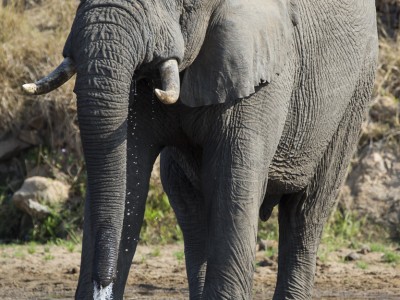 photo safari, photographic safari, wildlife photographic safari, photo tour, photo workshop, when to go, best, fivezero safaris, five zero, safari, kurt jay bertels, south africa, kruger national park, sari sands, elephant, drinking