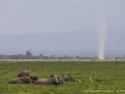 elephants, photo safari, photographic safari, wildlife photographic safari, photo tour, photo workshop, when to go, best, fivezero safaris, five zero, safari, kurt jay bertels, kenya, amboseli, amboseli national park, dust devil