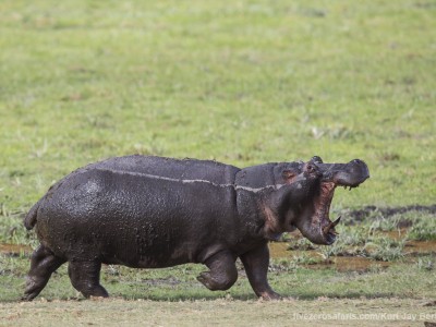 elephants, photo safari, photographic safari, wildlife photographic safari, photo tour, photo workshop, when to go, best, fivezero safaris, five zero, safari, kurt jay bertels, kenya, amboseli, amboseli national park, hippo, angry