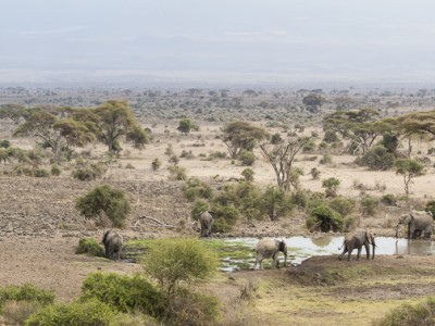 elephants, photo safari, photographic safari, wildlife photographic safari, photo tour, photo workshop, when to go, best, fivezero safaris, five zero, safari, kurt jay bertels, kenya, amboseli, amboseli national park