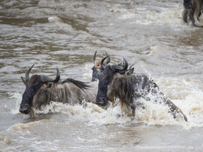 river crossing, wildebeest, mara river, photo safari, photographic safari, wildlife photographic safari, photo tour, photo workshop, when to go, best, fivezero safaris, five zero, safari, kurt jay bertels, kenya, masai mara,