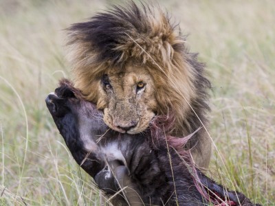 lion, kill, dragging, photo safari, photographic safari, wildlife photographic safari, photo tour, photo workshop, when to go, best, fivezero safaris, five zero, safari, kurt jay bertels, kenya, masai mara, great migration,