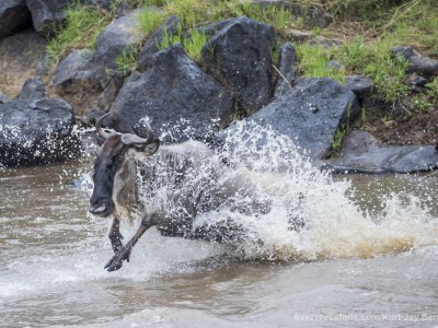 river crossing, wildebeest, mara river, photo safari, photographic safari, wildlife photographic safari, photo tour, photo workshop, when to go, best, fivezero safaris, five zero, safari, kurt jay bertels, kenya, masai mara,