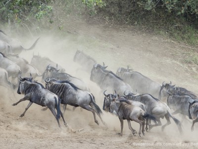 photo safari, photographic safari, wildlife photographic safari, photo tour, photo workshop, when to go, best, fivezero safaris, five zero, safari, kurt jay bertels, kenya, masai mara, great migration, wildebeest