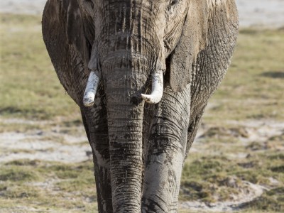 elephants, photo safari, photographic safari, wildlife photographic safari, photo tour, photo workshop, when to go, best, fivezero safaris, five zero, safari, kurt jay bertels, kenya, amboseli, amboseli national park