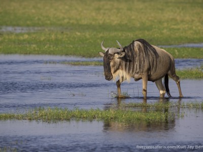 elephants, photo safari, photographic safari, wildlife photographic safari, photo tour, photo workshop, when to go, best, fivezero safaris, five zero, safari, kurt jay bertels, kenya, amboseli, amboseli national park, wildebeest