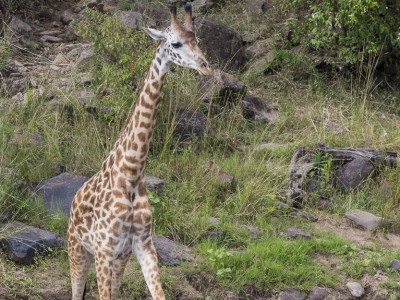 photo safari, photographic safari, wildlife photographic safari, photo tour, photo workshop, when to go, best, fivezero safaris, five zero, safari, kurt jay bertels, kenya, masai mara, giraffe, crossing river