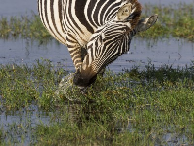 elephants, photo safari, photographic safari, wildlife photographic safari, photo tour, photo workshop, when to go, best, fivezero safaris, five zero, safari, kurt jay bertels, kenya, amboseli, amboseli national park, zebra