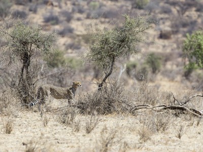 photo safari, photographic safari, wildlife photographic safari, photo tour, photo workshop, when to go, best, fivezero safaris, five zero, safari, kurt jay bertels, kenya, samburu, cheetah