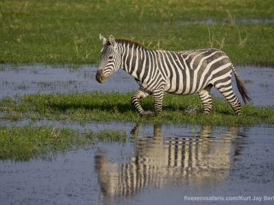 elephants, photo safari, photographic safari, wildlife photographic safari, photo tour, photo workshop, when to go, best, fivezero safaris, five zero, safari, kurt jay bertels, kenya, amboseli, amboseli national park, zebra