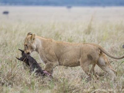 lioness, kill, dragging, photo safari, photographic safari, wildlife photographic safari, photo tour, photo workshop, when to go, best, fivezero safaris, five zero, safari, kurt jay bertels, kenya, masai mara, great migration,