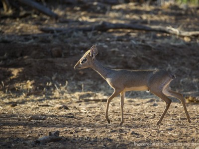 photo safari, photographic safari, wildlife photographic safari, photo tour, photo workshop, when to go, best, fivezero safaris, five zero, safari, kurt jay bertels, kenya, samburu, kirks dikdik, dik-dik