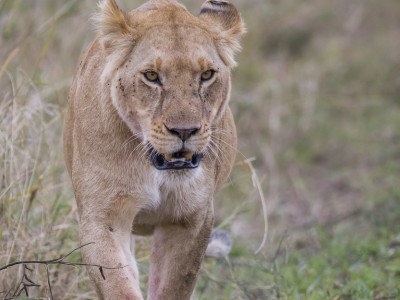 lioness, photo safari, photographic safari, wildlife photographic safari, photo tour, photo workshop, when to go, best, fivezero safaris, five zero, safari, kurt jay bertels, kenya, masai mara, great migration,